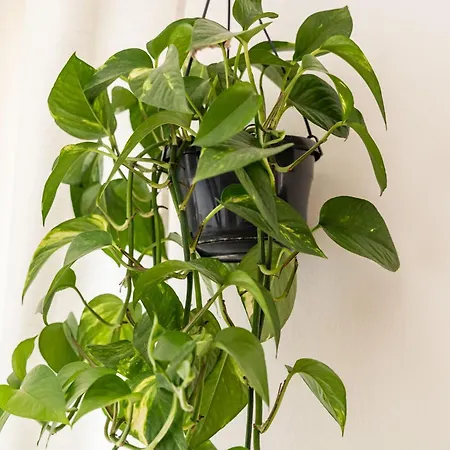 Lägenhet Burum - With Beautiful View 3